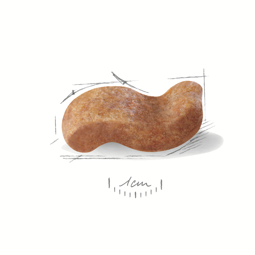 Royal Canin Boxer 12 kg