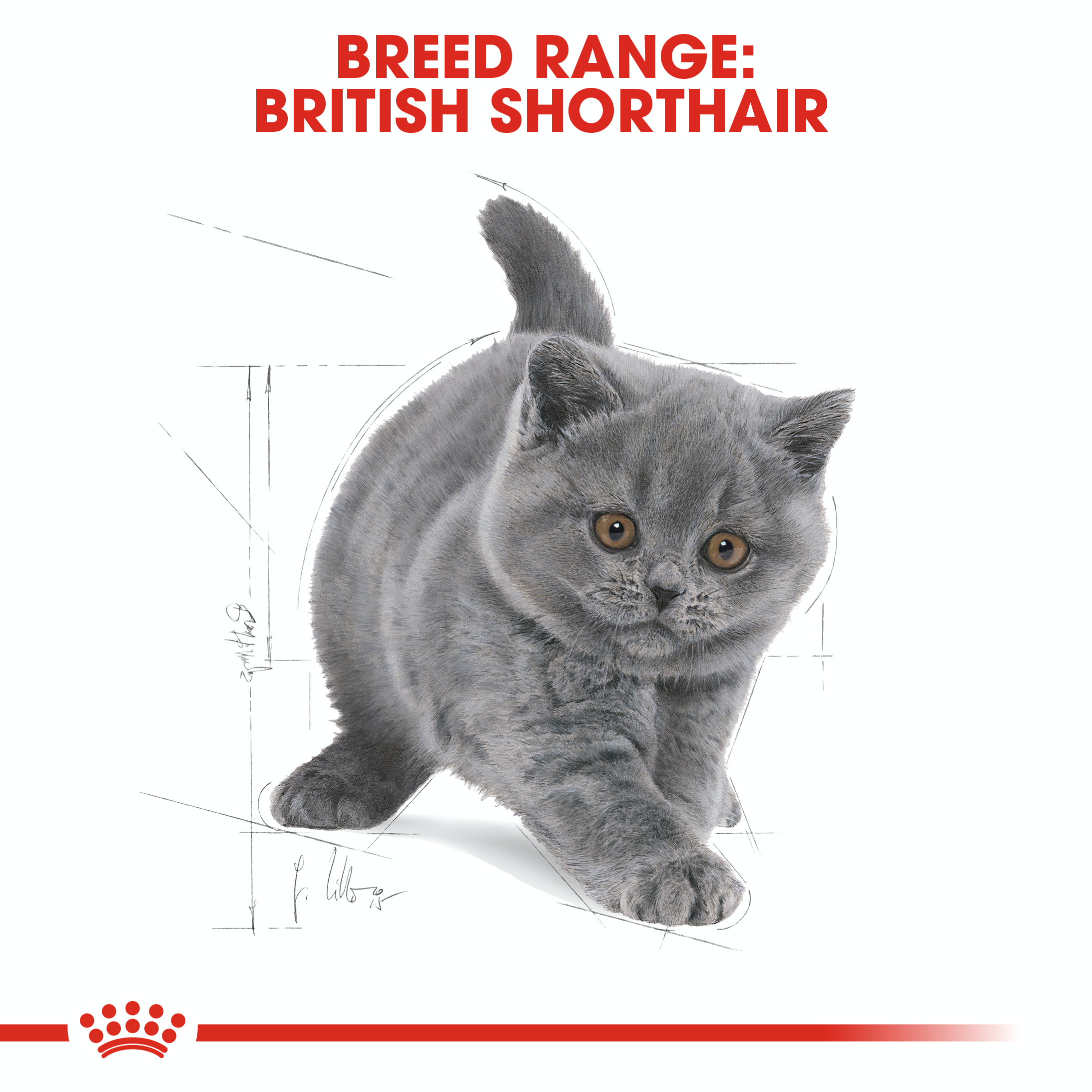 Royal Canin Kitten British Shorthair