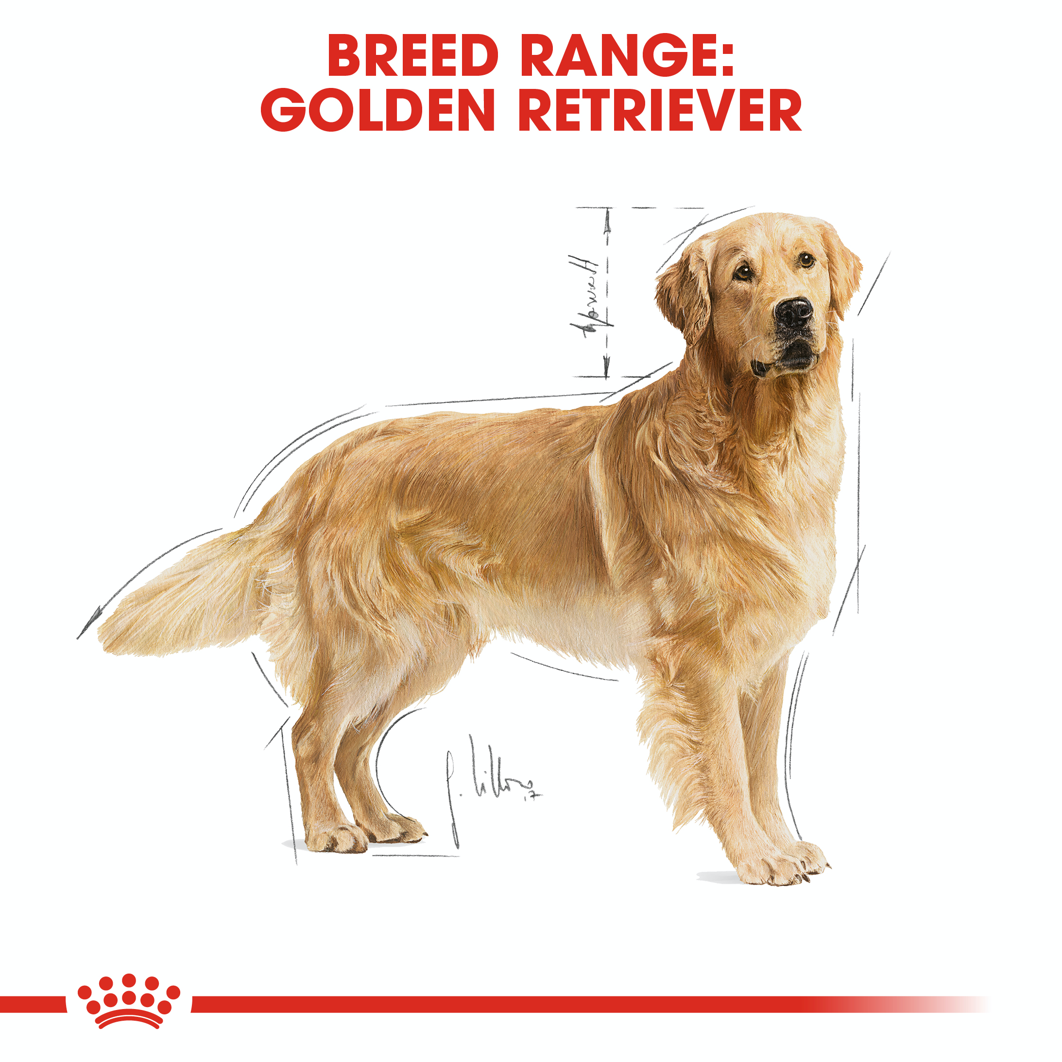 Royal Canin Golden Retriever