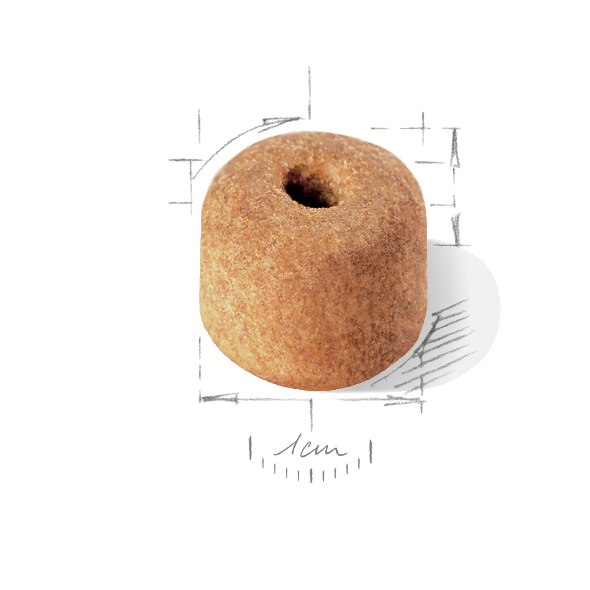 Royal Canin Labrador