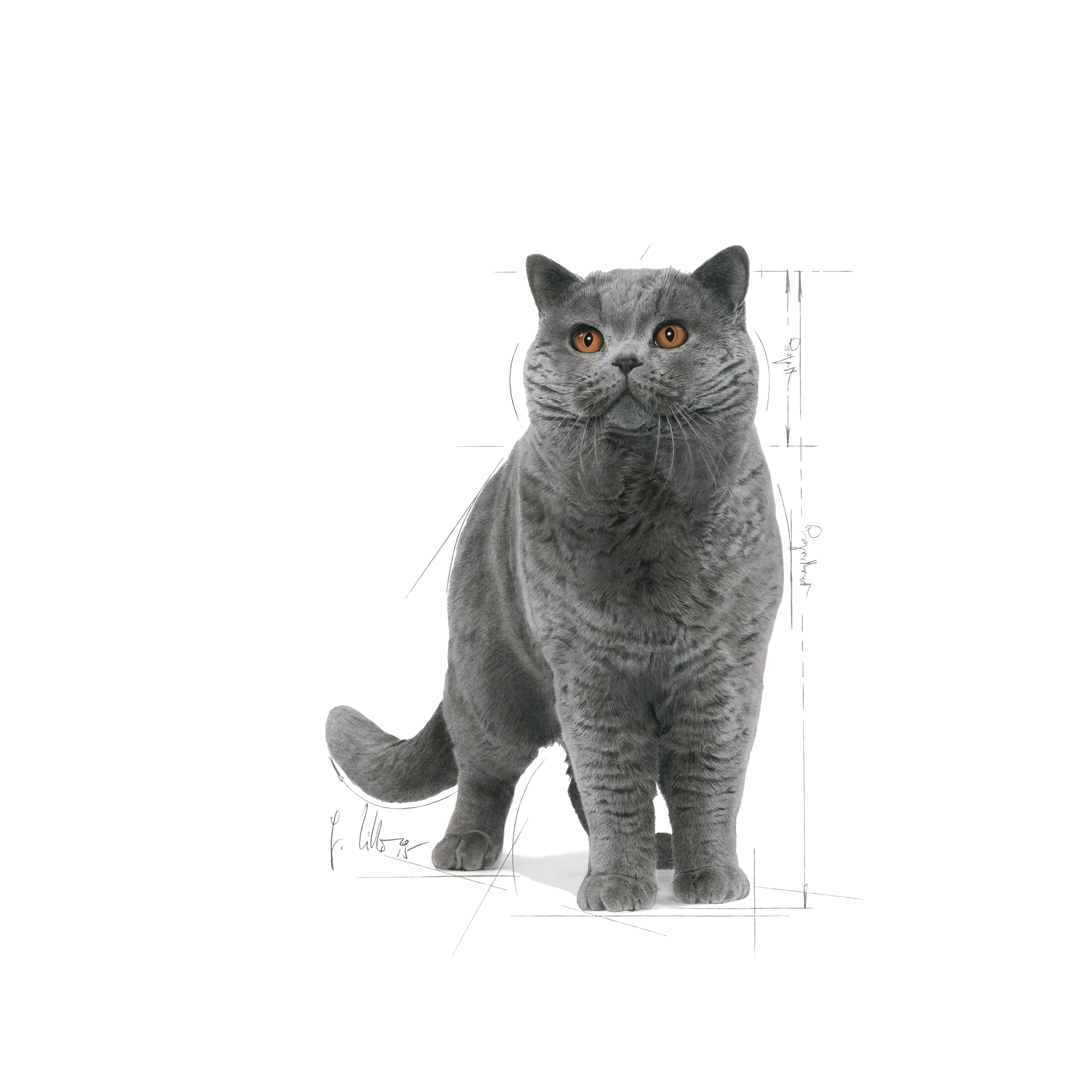 Royal Canin British Shorthair