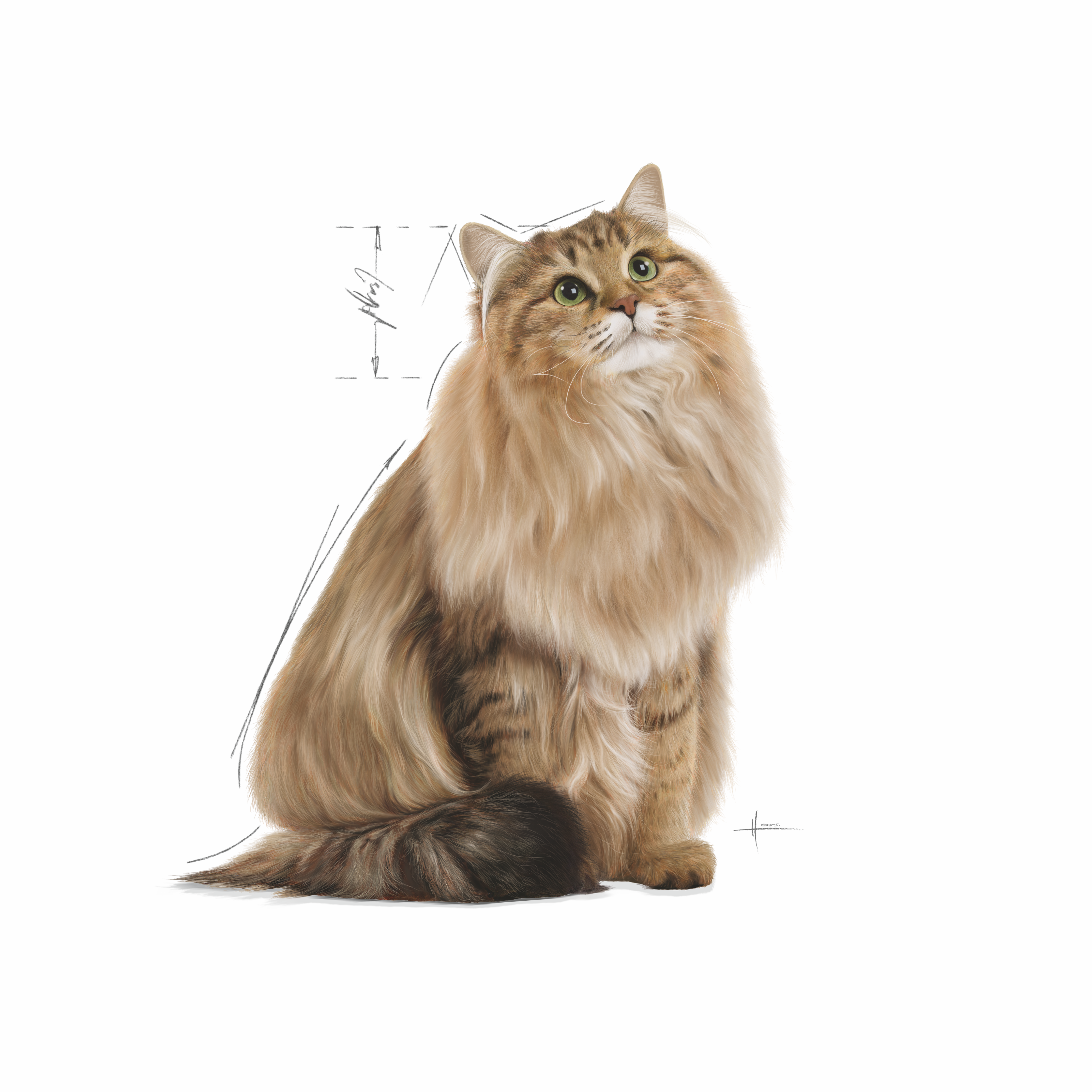 Royal Canin Hair & Skin Care (Sauce) 12 x 85 g