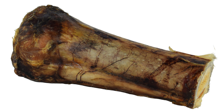 Pferde-Knochen mit Achillessehne klein