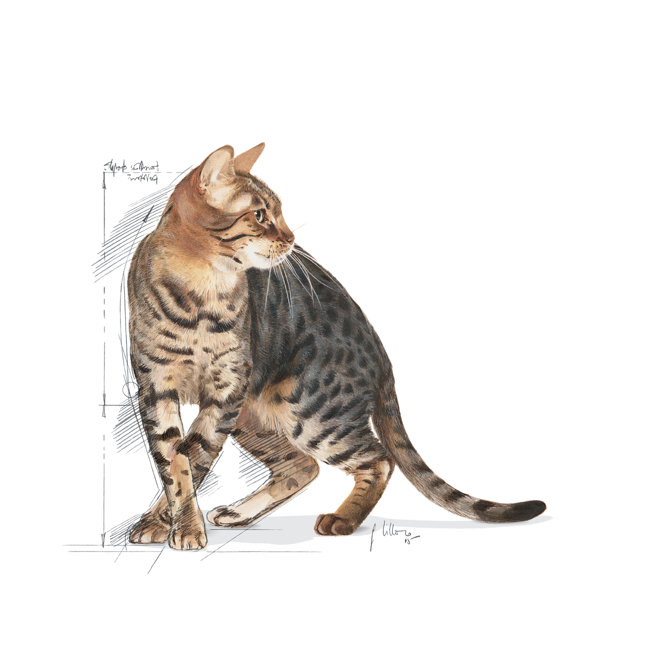 Royal Canin Outdoor 7+