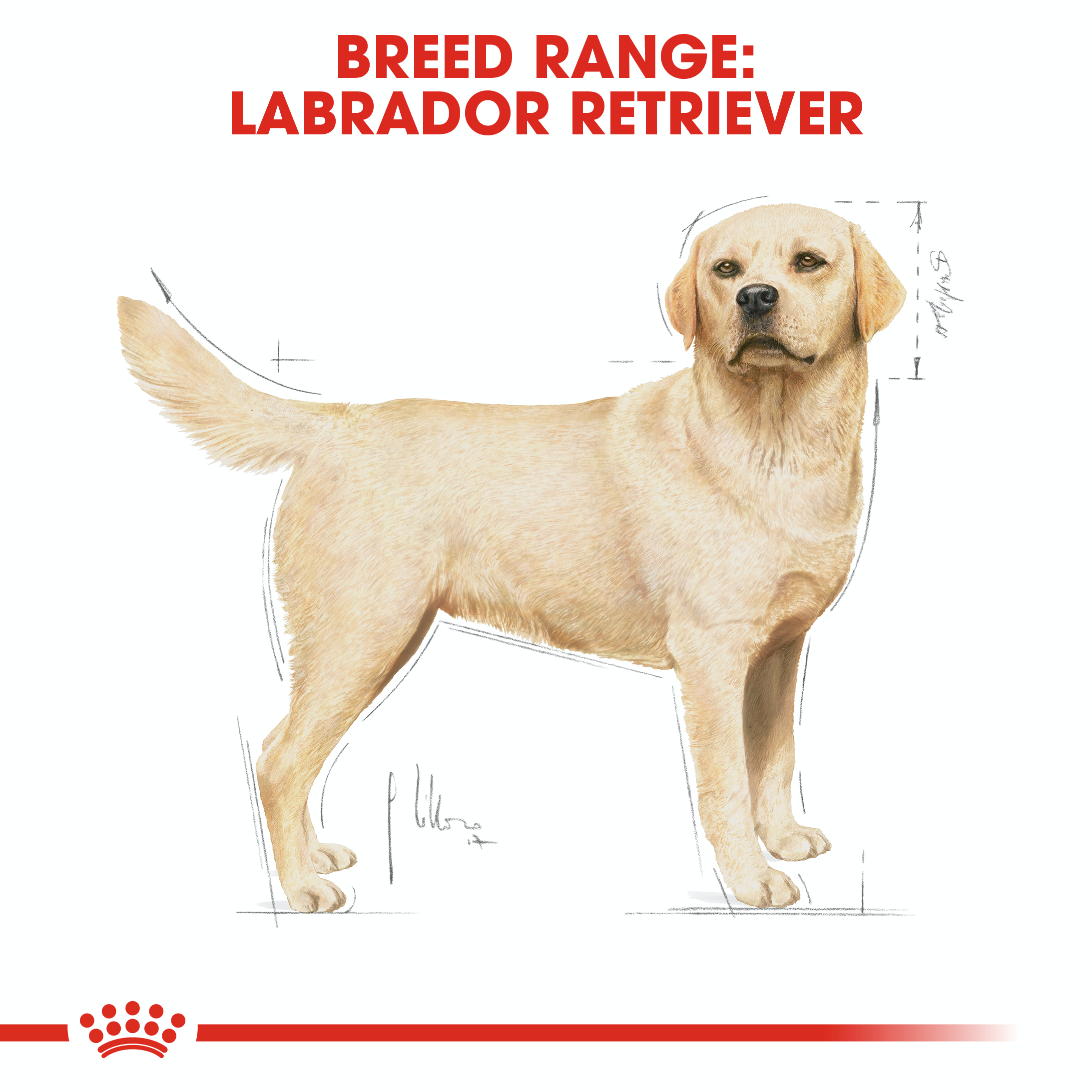 Royal Canin Labrador