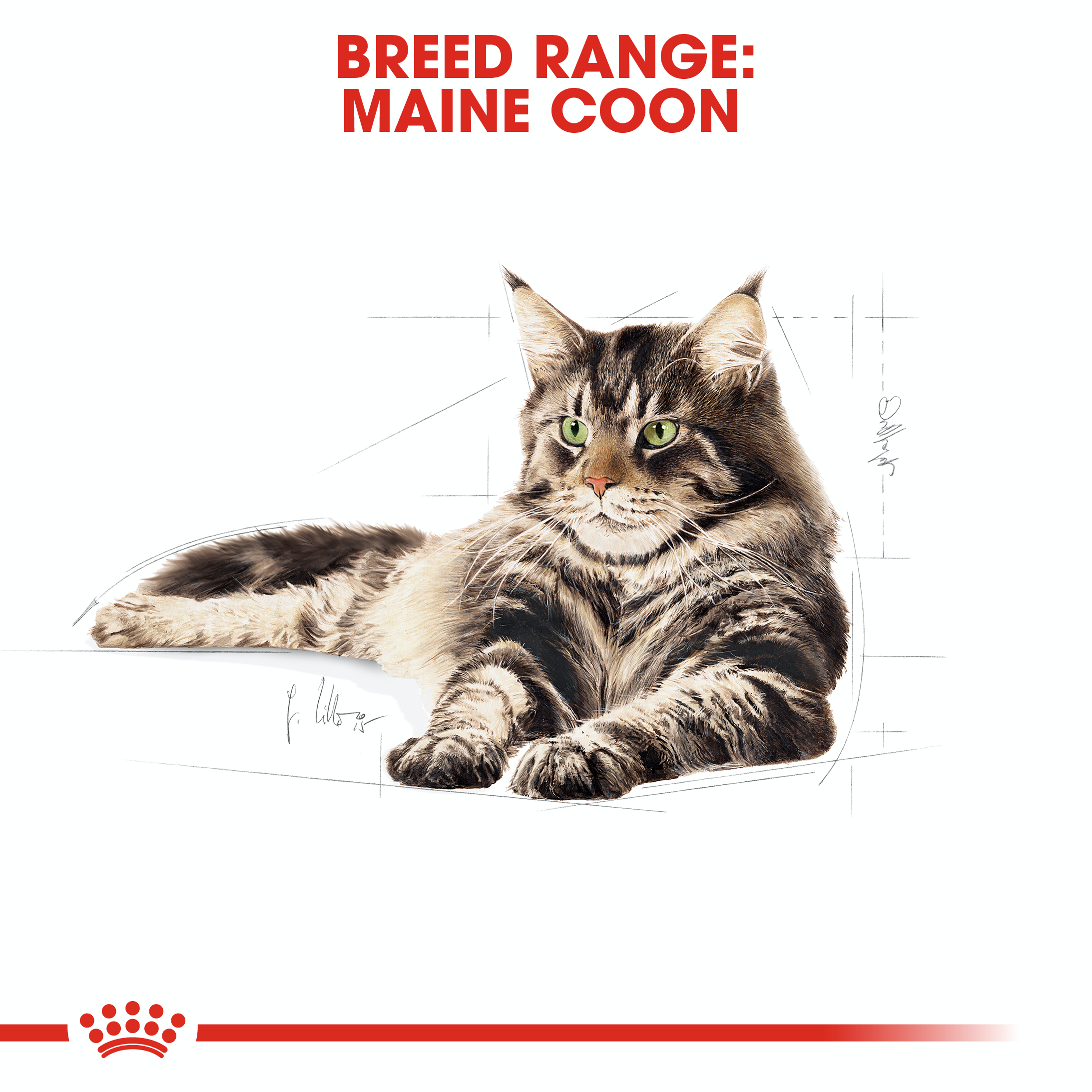 Royal Canin Maine Coon (Sauce) 12 x 85g